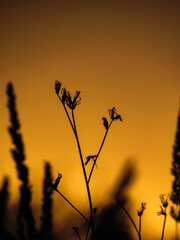 Obraz premium flowers in the sunset