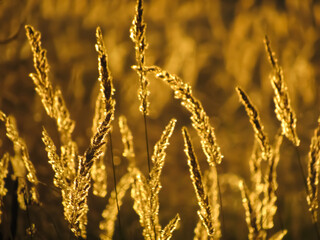 Fototapeta premium golden wheat field