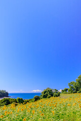 ひまわり畑　長崎鼻　大分県豊後高田市　Sunflower field Nagasakibana Ooita-ken Bungotakata city