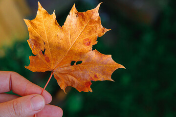 Closeup natural autumn fall view woman hands holding red orange maple leaf on dark park background. Inspirational nature october or september wallpaper. Change of seasons concept.