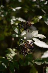 elderberry fruits ripe. Sambucus shrub in the forest. healing medicinal plant