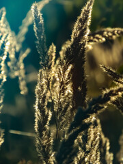 A beautiful field of wheat under the brilliant sun
