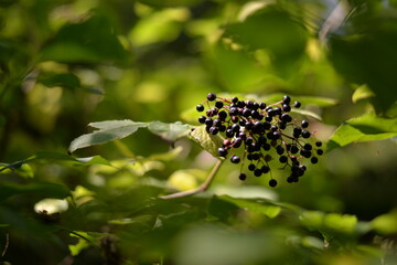 elderberry fruits ripe. Sambucus shrub in the forest. healing medicinal plant