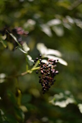 elderberry fruits ripe. Sambucus shrub in the forest. healing medicinal plant