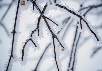 Tree branches covered with crystals of white frost on a natural winter background. First frosts. winter photo. Graphic minimalism, minimum color.
