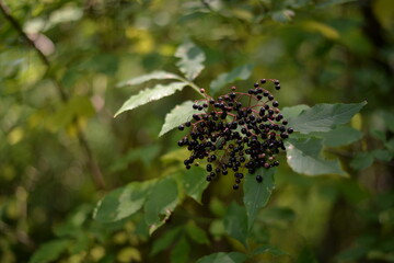 elderberry fruits ripe. Sambucus shrub in the forest. healing medicinal plant