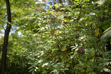 Fototapeta na wymiar elderberry fruits ripe. Sambucus shrub in the forest. healing medicinal plant