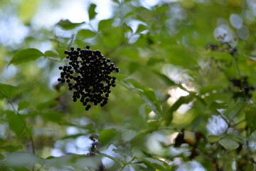 elderberry fruits ripe. Sambucus shrub in the forest. healing medicinal plant