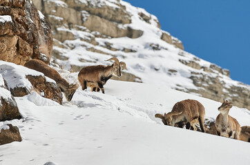 Mountain goat in the snow