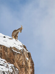 Himalayan BlueSheep in the Cliff