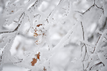 Tree branches covered with crystals of white frost on a natural winter background. First frosts. winter photo. Graphic minimalism, minimum color.
