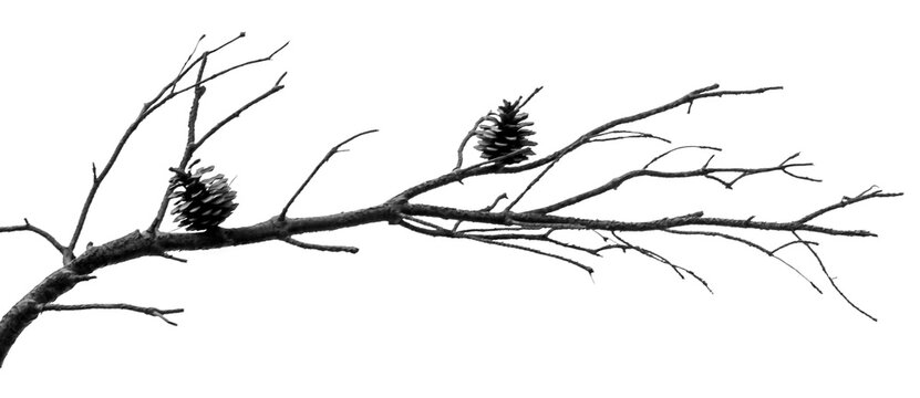 silhouette branche de conif&egrave;re