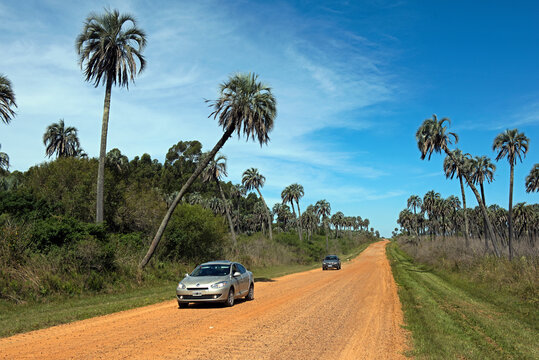 Yatay-Palmen im Nationalpark Los Palmares, Provinz Entre Rios/ Argentinien
