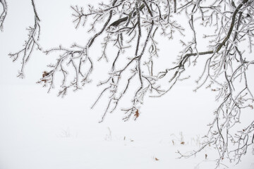 Tree branches covered with crystals of white frost on a natural winter background. First frosts....