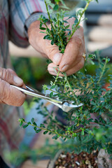 Bonsai artist takes care of his Cotoneaster tree, pruning leaves and branches with professional shears. Close up.
