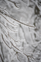 Tree branches covered with crystals of white frost on a natural winter background. First frosts. winter photo. Graphic minimalism, minimum color.
