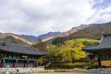 Fototapeta premium The beautiful and colorful autumn landscape of temple background autumn colored mountain and blue sky.
