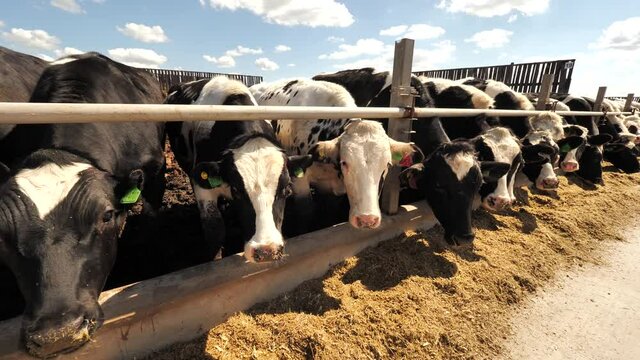 Young steers in the stable paddock behind the farm fence