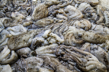 polpo, mercato del pesce