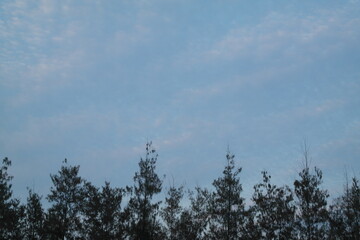 flock of birds