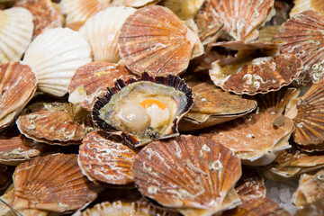 Cochiglia, canestrello , mercato del pesce