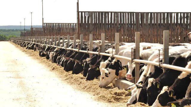 Bulls eat feed hay in farm stall