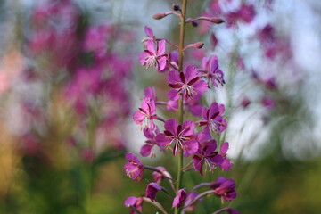Fireweed blossoms closeup, blurred forest background in purple, pink and green, shallow depth of...
