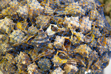 conchiglie, murice, mercato del pesce