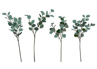 Set of abstract eucalyptus leaves isolated on white background,botanical for design decorative