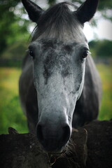 Beautiful Connemara pony, portrait of a horse, extreme closeup , blurred background 