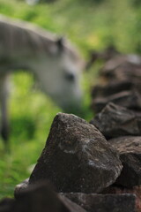 Irish stone wall close up in selective focus, blurred image  or silhouette of a horse in the background  