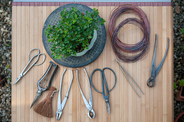 Professional bonsai tools (shears, cutters, trim, coir brush, wire) on a workbench. Cotoneaster on...
