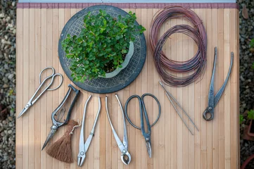 Fotobehang Professional bonsai tools (shears, cutters, trim, coir brush, wire) on a workbench. Cotoneaster on a turntable.. © Federico Magonio