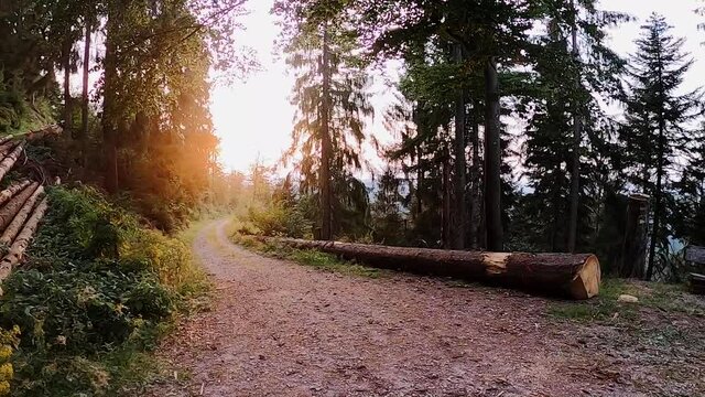 sundown in the forest, black forest, germany