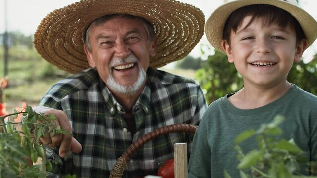 Portrait video of grandfather with grandson in the vegetable garden. 