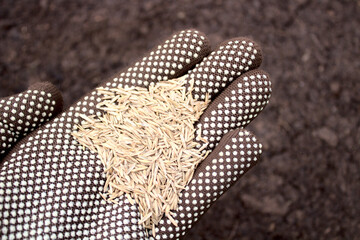 Eine Hand mit Rasensamen