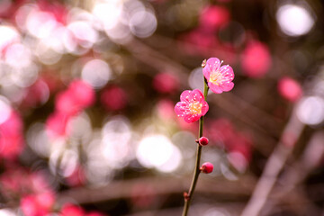 梅の花　クローズアップ撮影