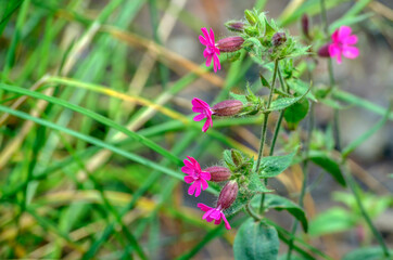 Bright pink wild flowers close up