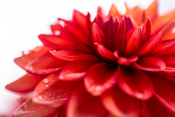 flower of a red Dahlia.