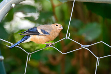 Junger Gimpel wartet auf Futter
