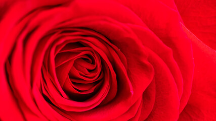 Red rose. Macro view. Copy space