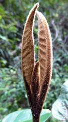 Hairy, Brown New Growth on a Forest Shrub, Tsitsikamma, South Africa