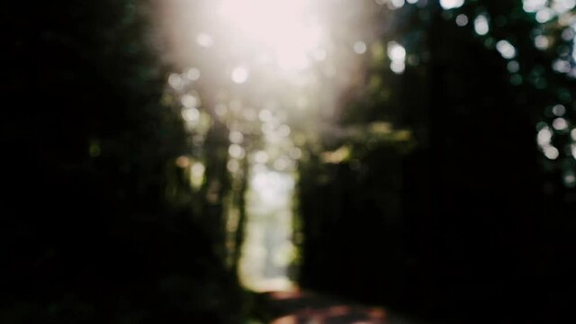 sunlight through trees in the forest, defocused