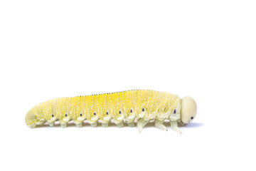 caterpillar on a white background