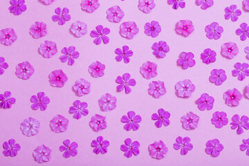 phlox flowers on violet paper background