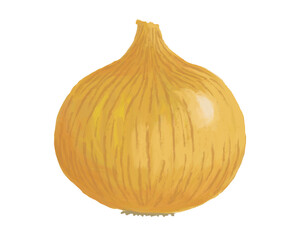 玉ねぎ　onion