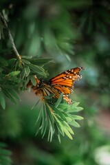 Butterfly on a leaf