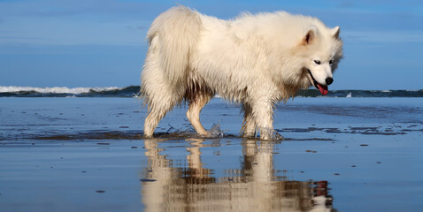 samoyed dog standing on the beach