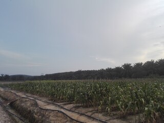 Obraz premium vineyard at sunset