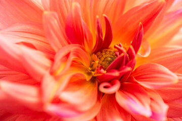 Obraz premium Flower of Dahlia korallenglut.
